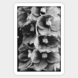 Vintage flowers on a black and white film Sticker